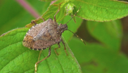 Aperti i Termini per la presentazione delle domande di risarcimento per i danni subiti dalla cimice asiatica